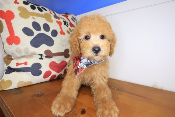 Biscotti Poodle 01