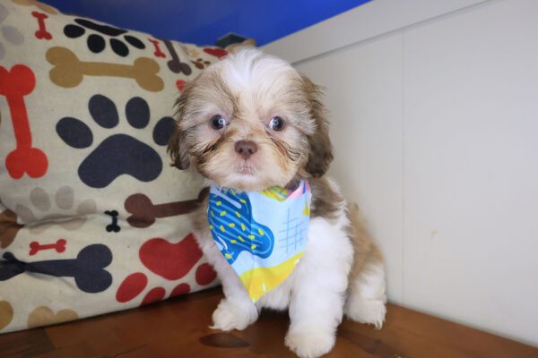 Blue Shih Tzu 01