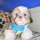 Blue Shih Tzu 02