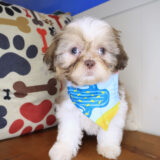 Blue Shih Tzu 03