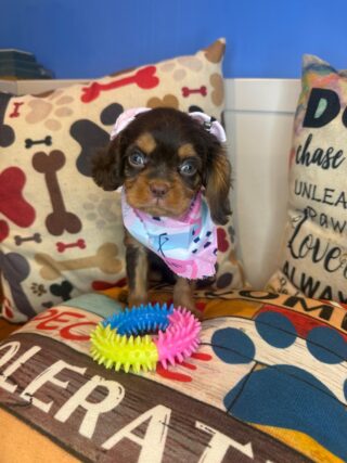 Bluebell Cavalier King Charles Spaniel 01