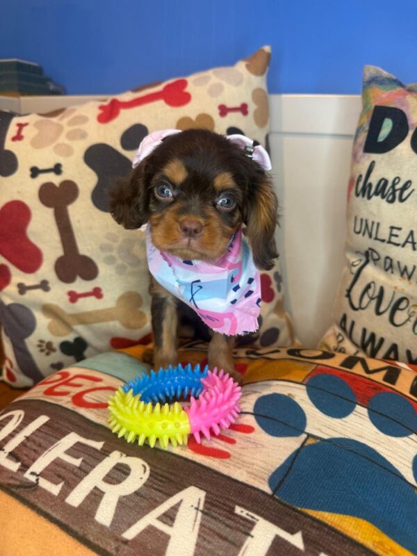 Bluebell Cavalier King Charles Spaniel 01