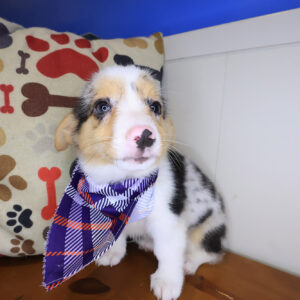 Bolt Pembroke Welsh Corgi 01