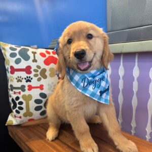 Britanney Golden Retriever 01