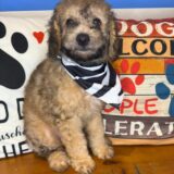 Brownie Poodle 02