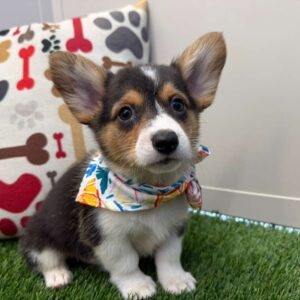 Bub American Corgi 01