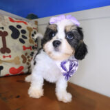 Camilla Cavachon 02
