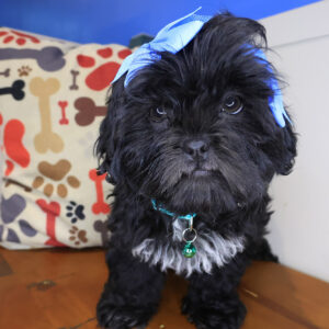 Catalina Shih Tzu 01