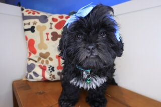 Catalina Shih Tzu 01
