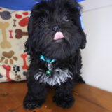 Catalina Shih Tzu 02