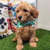 Cha-Cha Mini Goldendoodle 01