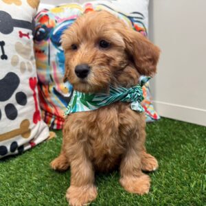 Cha-Cha Mini Goldendoodle 01