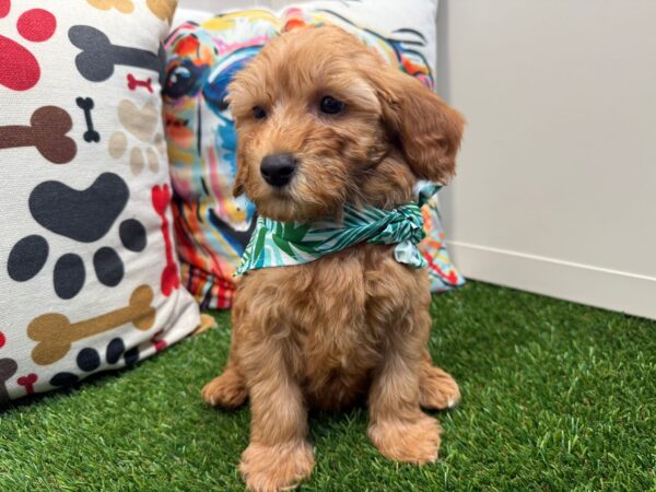 Cha-Cha Mini Goldendoodle 01