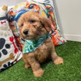 Cha-Cha Mini Goldendoodle 03