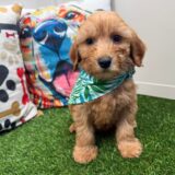 Cha-Cha Mini Goldendoodle 04