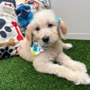 Chia Goldendoodle 01