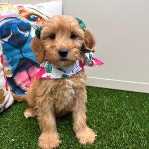 Clear Mini Goldendoodle 01