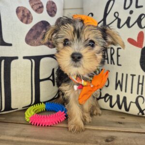 Cupcake Yorkshire Terrier 01