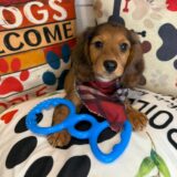 Dakota Dachshund 01