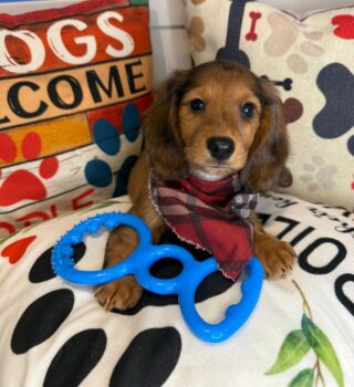 Dakota Dachshund 01