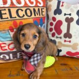 Dakota Dachshund 04