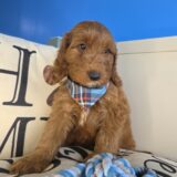 Dakota Goldendoodle 01
