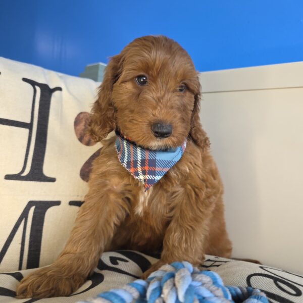 Dakota Goldendoodle 01