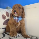 Dakota Goldendoodle 02