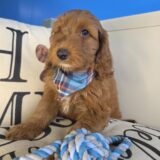 Dakota Goldendoodle 04