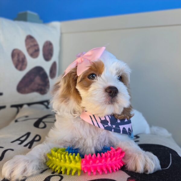 Damsel Cockapoo 01