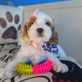 Damsel Cockapoo 04