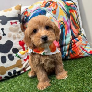 Dawn Mini Goldendoodle 01