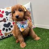 Dawnie Mini Goldendoodle 03