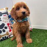 Dawnie Mini Goldendoodle 04
