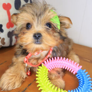Demeter Shorkie 01