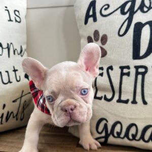 Dijon French Bulldog 01