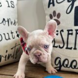 Dijon French Bulldog 04