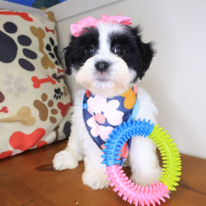Dingo Havanese 01