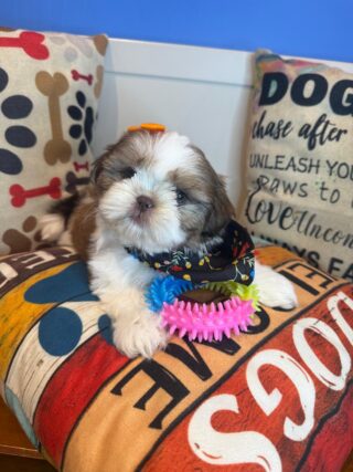 Dior Shih Tzu 01