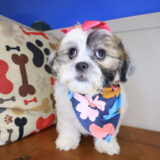 Diva Teddy Bear 01