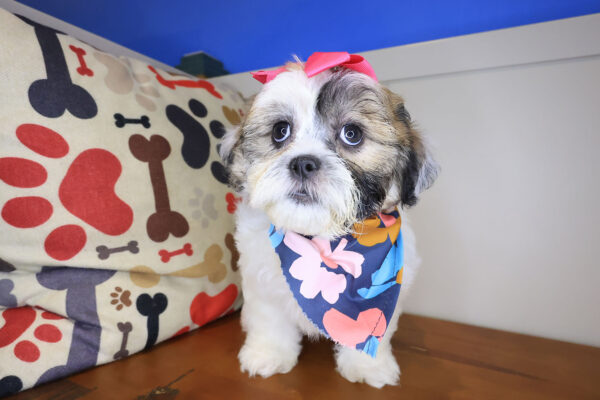 Diva Teddy Bear 01