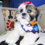 Diva Teddy Bear 02