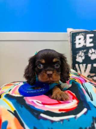 Dobby Cavalier King Charles Spaniel 01