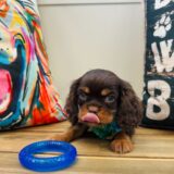 Dobby Cavalier King Charles Spaniel 02