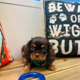Dobby Cavalier King Charles Spaniel 04