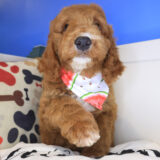 Dolce Mini Goldendoodle 02