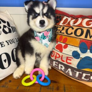 Dorothea Siberian Husky 01