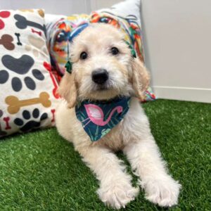 Dotha Goldendoodle 01