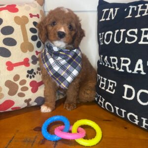 Dougal Goldendoodle 01