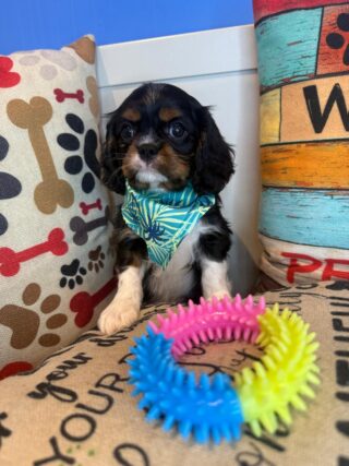 Dozer Cavalier King Charles Spaniel 01